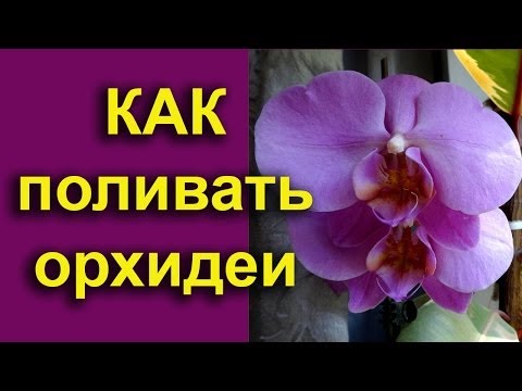 Как поливать орхидеи и уход за ними Как поливать орхидеи и уход за ними