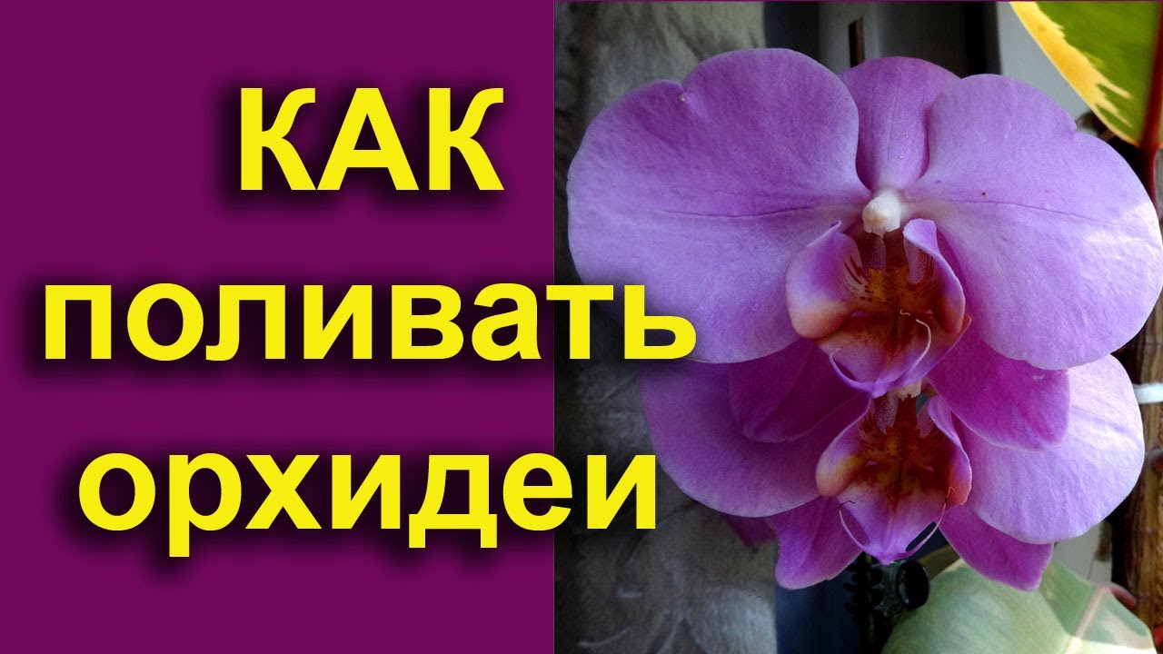 Когда часто поливать орхидею Когда часто поливать орхидею