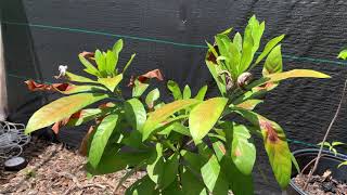 Cinnamon Apple Pouteria Hypoglauca