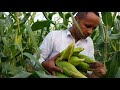 Village Life In Pakistan | Rural life of Punjab | Village Life of Punjab | Mubashir Saddique
