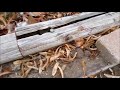 Mink And Dogs Killing Over 20 Rats Mink And Dogs Killing Over 20 Rats