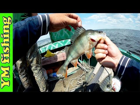 ловля рыбы судака окуня ловля рыбы судака окуня
