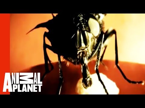 Monsters Inside Me: Botfly Invasion