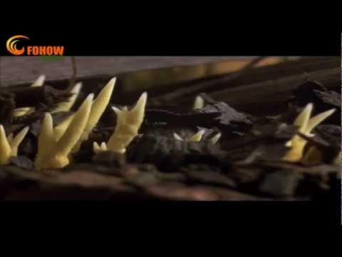 Cordyceps Growth In Nature Documentary FOHOW-WORLD collection...