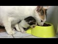 I followed this limping mother cat and found her whole family in the bushes!!