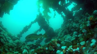 Wreck Diving Expedition Norway 2022 - Part 8: German Cargo Vessel "Elise Schulte"