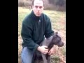 Cane Corso Puppies - What to look for?