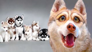 ПОКАЗЫВАЕМ ЩЕНКОВ!! БУБЛИК СТАЛ ПАПОЙ!!! (Хаски Бандит) Говорящая собака