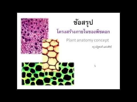โครงสร้างภายในของพืชกายวิภาคของพืช2