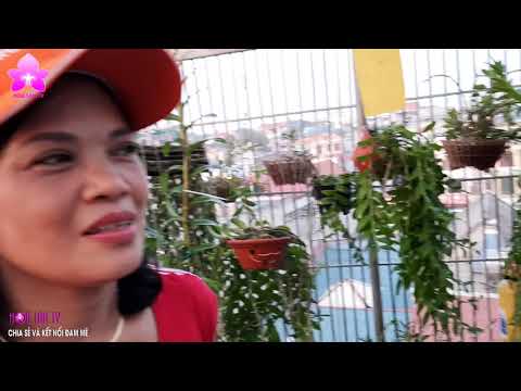 Vườn Lan Sân Thượng Của Cô Giáo ở Phú Thọ | Chia sẻ của NGUYỄN NGỌC HÀ #landotbien
