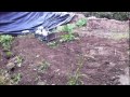 PR754 wurzeln ziehn/ pulling roots