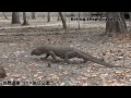 コモドドラゴン　世界遺産コモド国立公園（Komodo dragon）