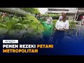 Panen Rezeki Petani Metropolitan