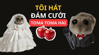 Tôi Đã Hát Vai Toma Toma Hai Trái Táo Tại Đám Cưới Kho Meme Meow Meow