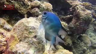 SERGEANT FISH AND EGGS