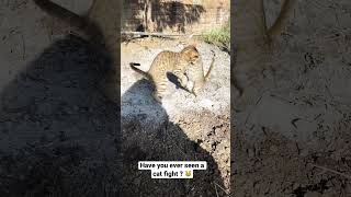 Have You Ever Seen A Cat Fight ? Cat Fight