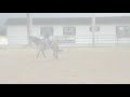 Denny Buckskin 6-7 yr old Roping Mustang Sold in TX.mpg