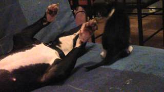 Zaya Staff Croisé Bull Terrier 5