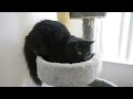 Bad Ass Cat! Best Cat Video in HD, Who say's you can't train a cat? Buster Don't Care! Meow!