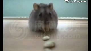 1869Super Funny Hamster Cleaner