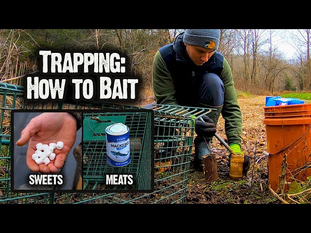 Watch Trapping Techniques and Tips, Part 2: How to Bait (599) on YouTube.