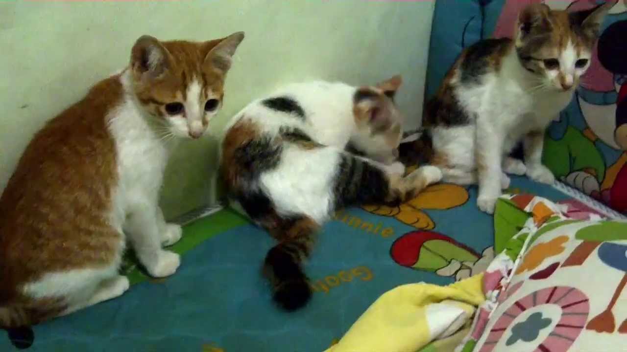 Gambar Kumpulan Gambar Dp Bbm Kucing Bergerak Gif Terbaru Foto
