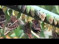 Morpho - From Chrysalis to Butterfly