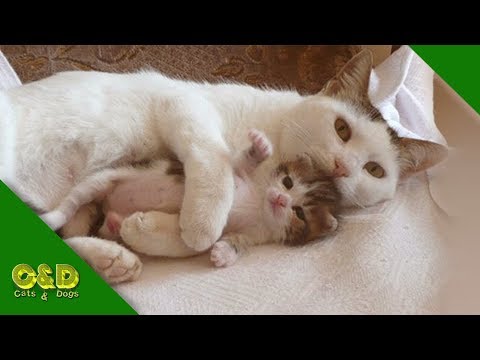 Cats And Dogs Funny Videos June 2019 – Funny Cats Vs Dogs – Cute Funniest Pet Animals Compilation