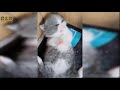 Cats And Dogs Funny Videos June 2019 – Funny Cats Vs Dogs – Cute Funniest Pet Animals Compilation