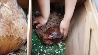 ترقب الأحداث في مملكة الدواجن، وهالصيصان شو حلوين!