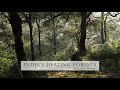 Nature Documentary - Healing Forests of India |  English, HD | Chapter shortcuts in description