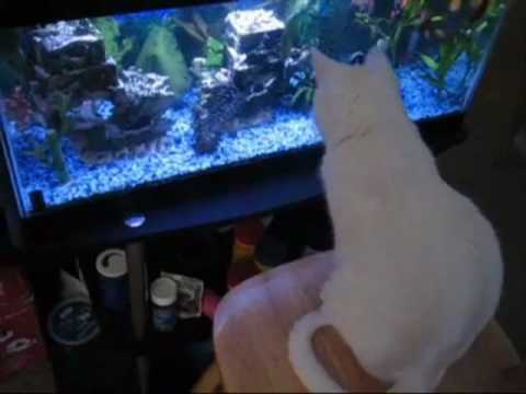 Talking Cat - The New Fish