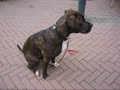 girl & her dog sit فتاة والكلب يجلس