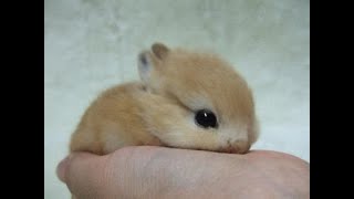Cute Animal, Cute baby Rabbit, Arnab comel.
