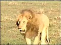Lions Hunt and Lions kills Hyena