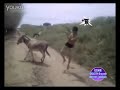 Man vs Donkey