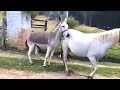 Horse Mating Donkey - Donkeys Breeding - Animals Mating Compilation