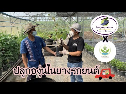 ปลูกองุ่นทำซุ้มในยางรถยนต์ ! ไร่องุ่นคุณหวาน x สวนผักปากช่อง