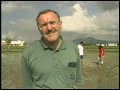 Crop, Soil, and Water Sciences (CSWS) Division at IRRI, February 2002