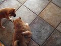 Shiba Inu puppies, 6.5 weeks
