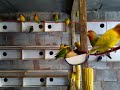 agapornis