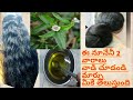 గుంటగలగర ఆకు నూనే telugu ,bhringraj oil for hair growth,guntagalagara aaku for hair oil in telugu