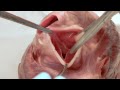 Anatomy