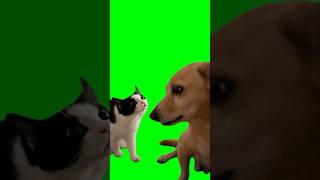 Cat and Dog Meme (Green Screen)