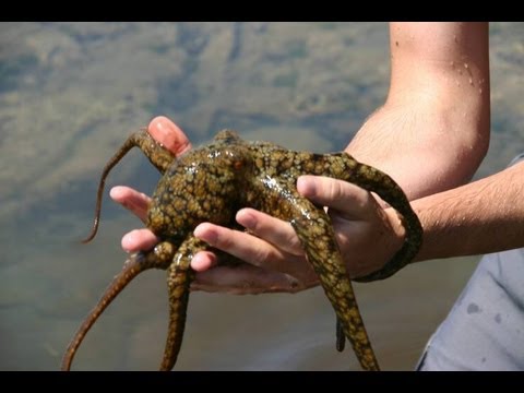 octopus for sale