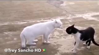 Trey Sancho Comlication Funny Animals Voice Overs