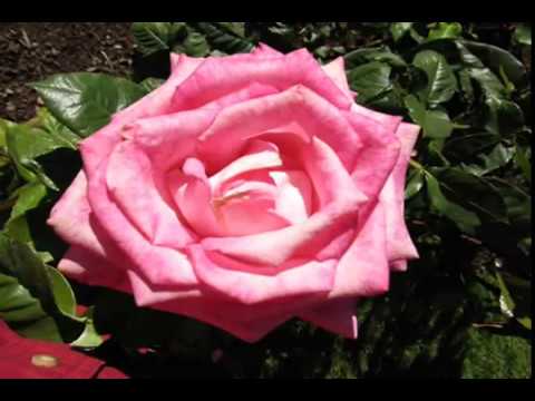 Ee Velalo Neevu (Gulabi) - Cover by Sarada Bhagavatula