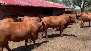 3 Warmbad Alleras Aanteel 27-02-24