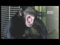 Fatal Attractions: Chimp Attack