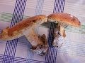 AMANITA CAESAREA AL AJILLO
